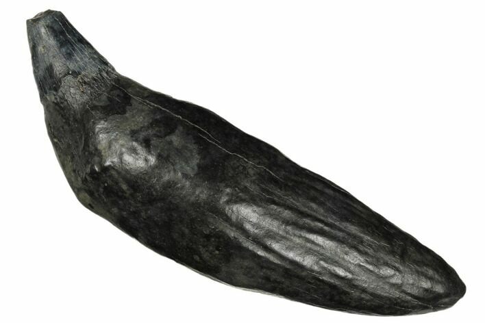 Fossil Sperm Whale (Scaldicetus) Tooth - South Carolina #178752